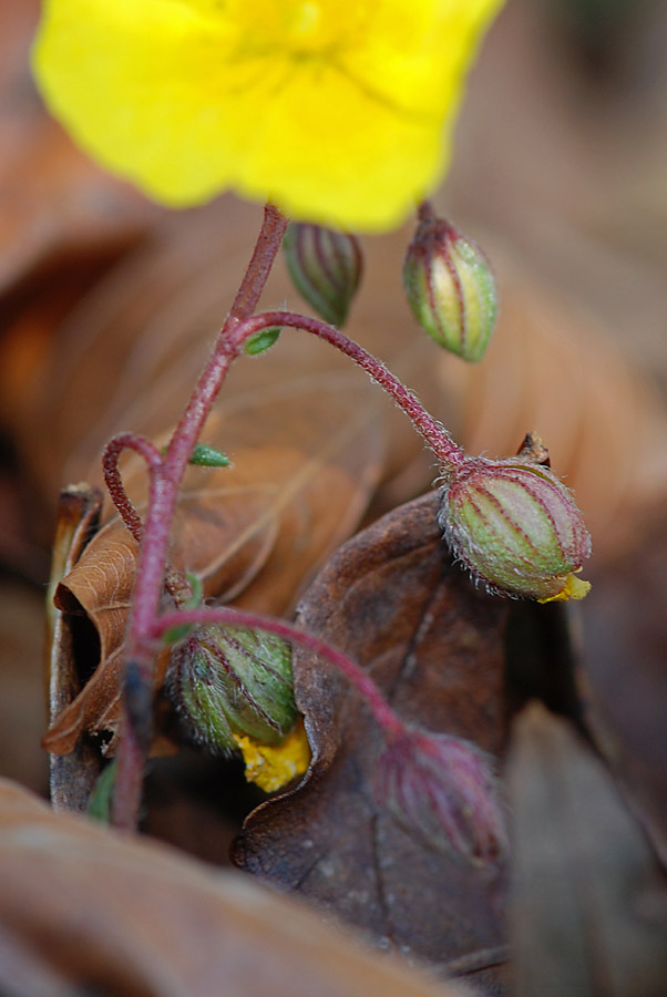 Fiore del Summano da ID.- Helianthemum sp.